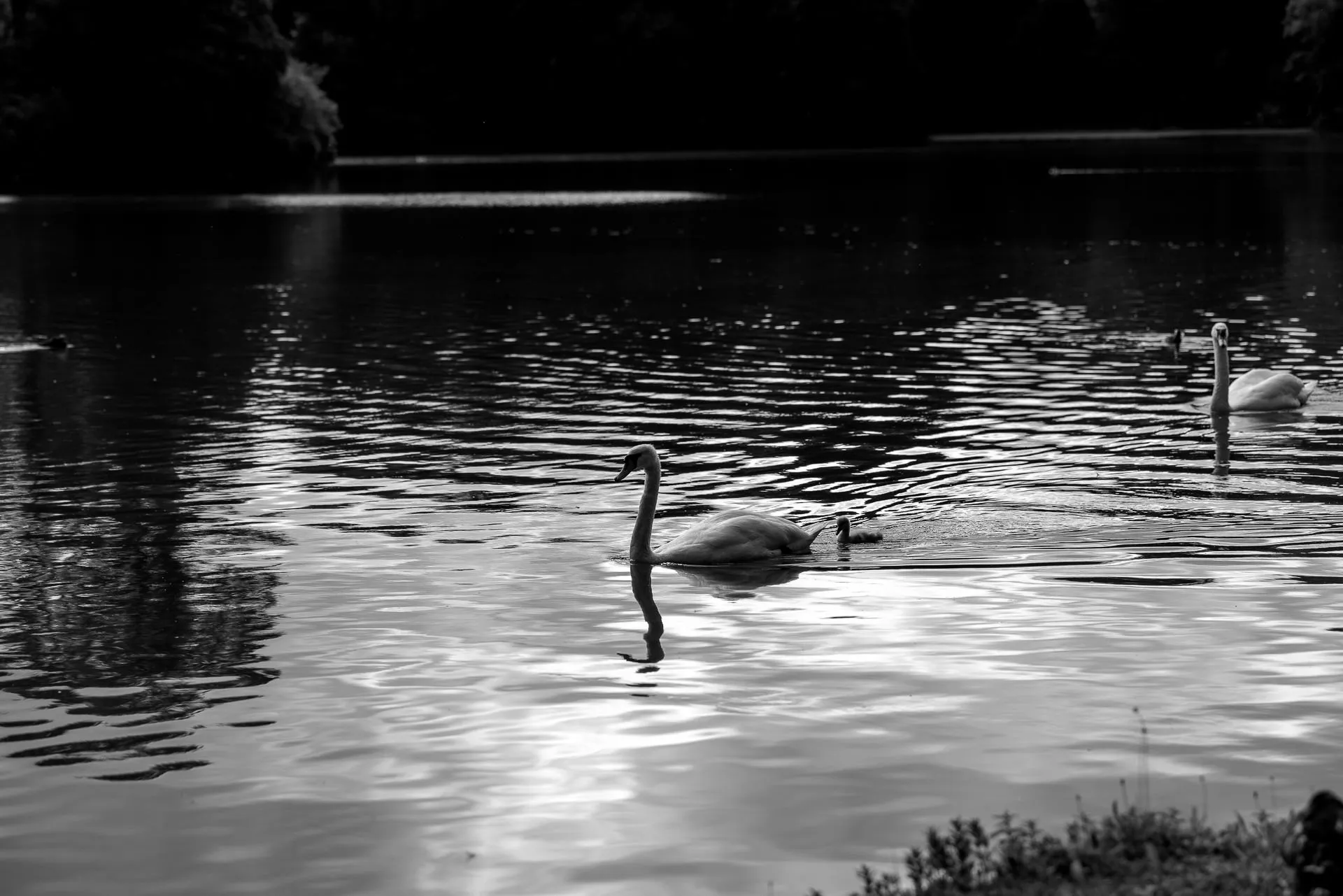 Schwäne im Englischen Garten München – romantische Hochzeitsfotografie in Schwarz-Weiß