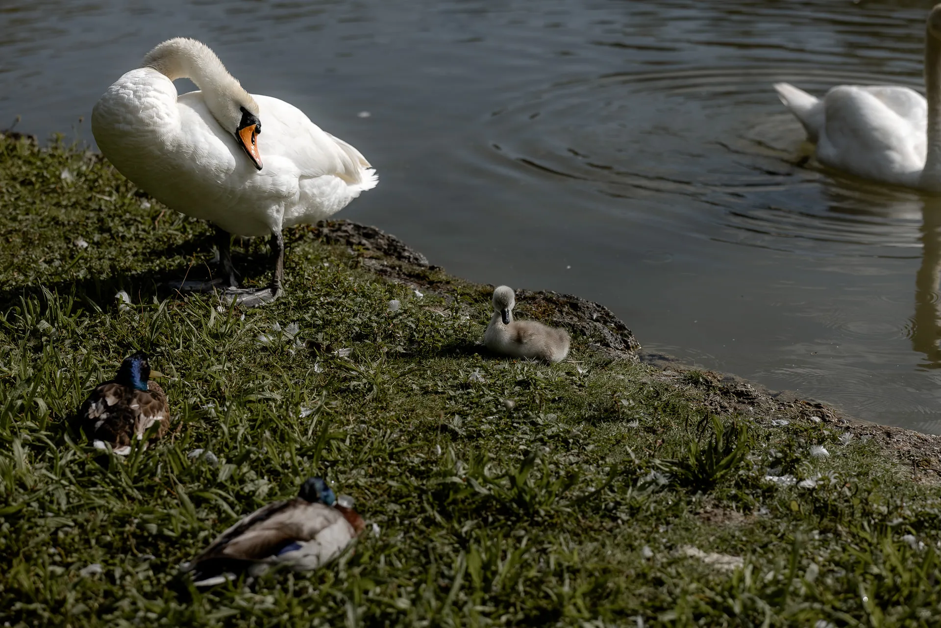 Schwanfamilie mit Küken im Englischen Garten München – Hochzeitsdetail