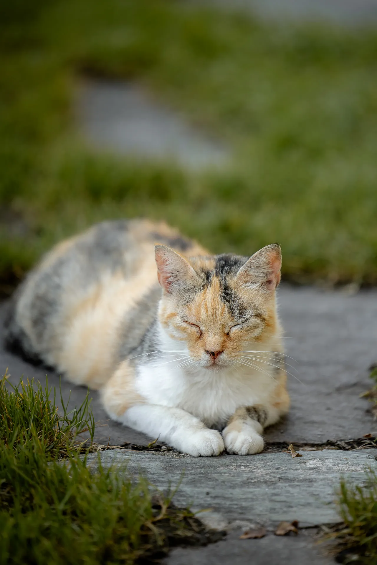 Bezaubernde Katze als charmantes Detail der italienischen Hochzeitslocation